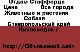 Отдам Стаффорда › Цена ­ 2 000 - Все города Животные и растения » Собаки   . Ставропольский край,Кисловодск г.